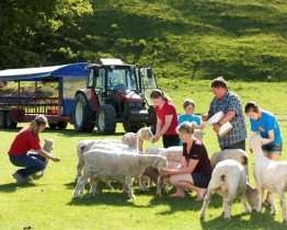 agrodome sheep show and farm